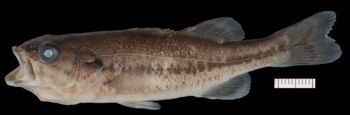 Media type: image;   Ichthyology 170645 Aspect: lateralLateral